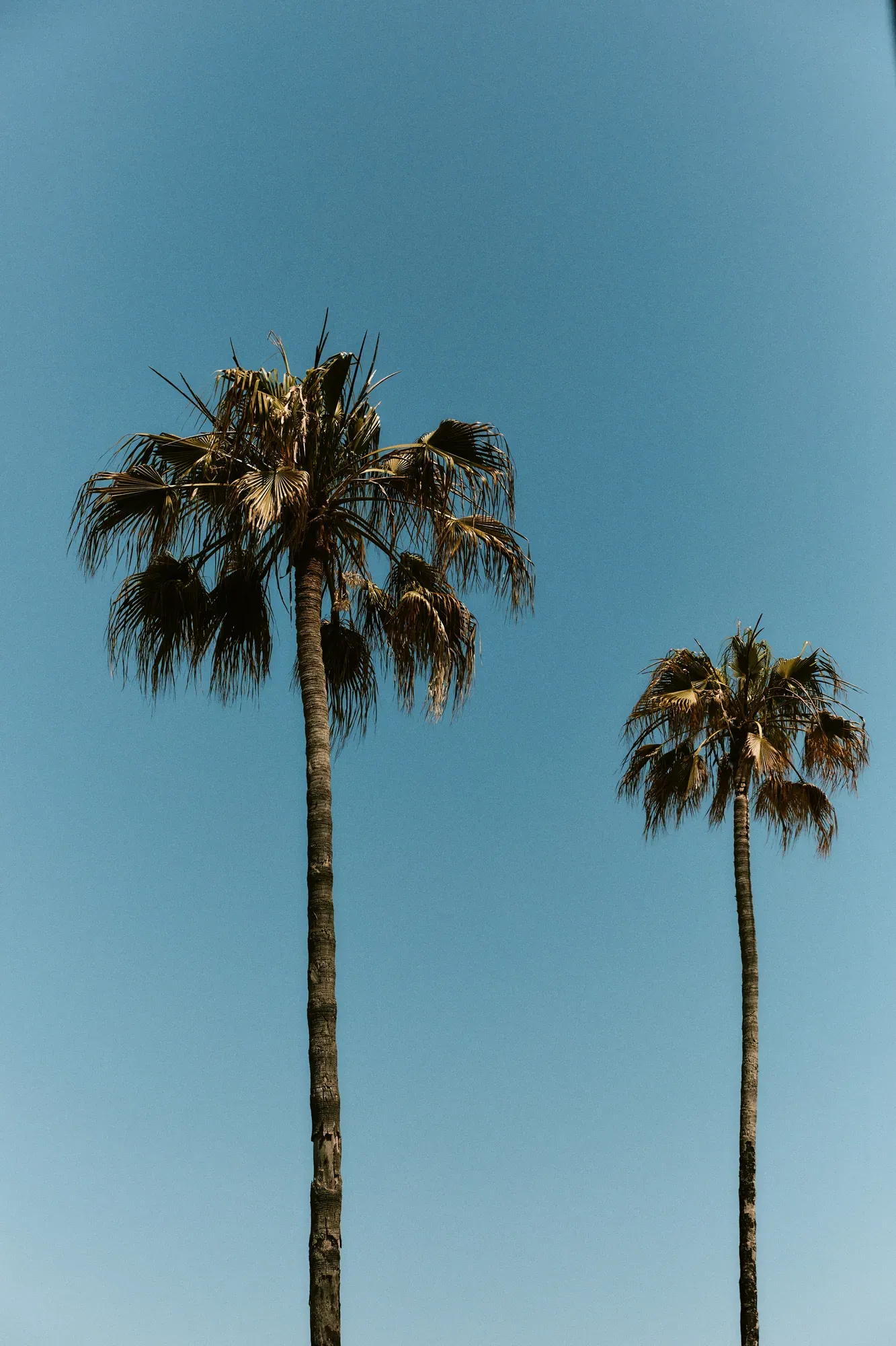 Year of Ours — Malibu Escape — Year of Ours