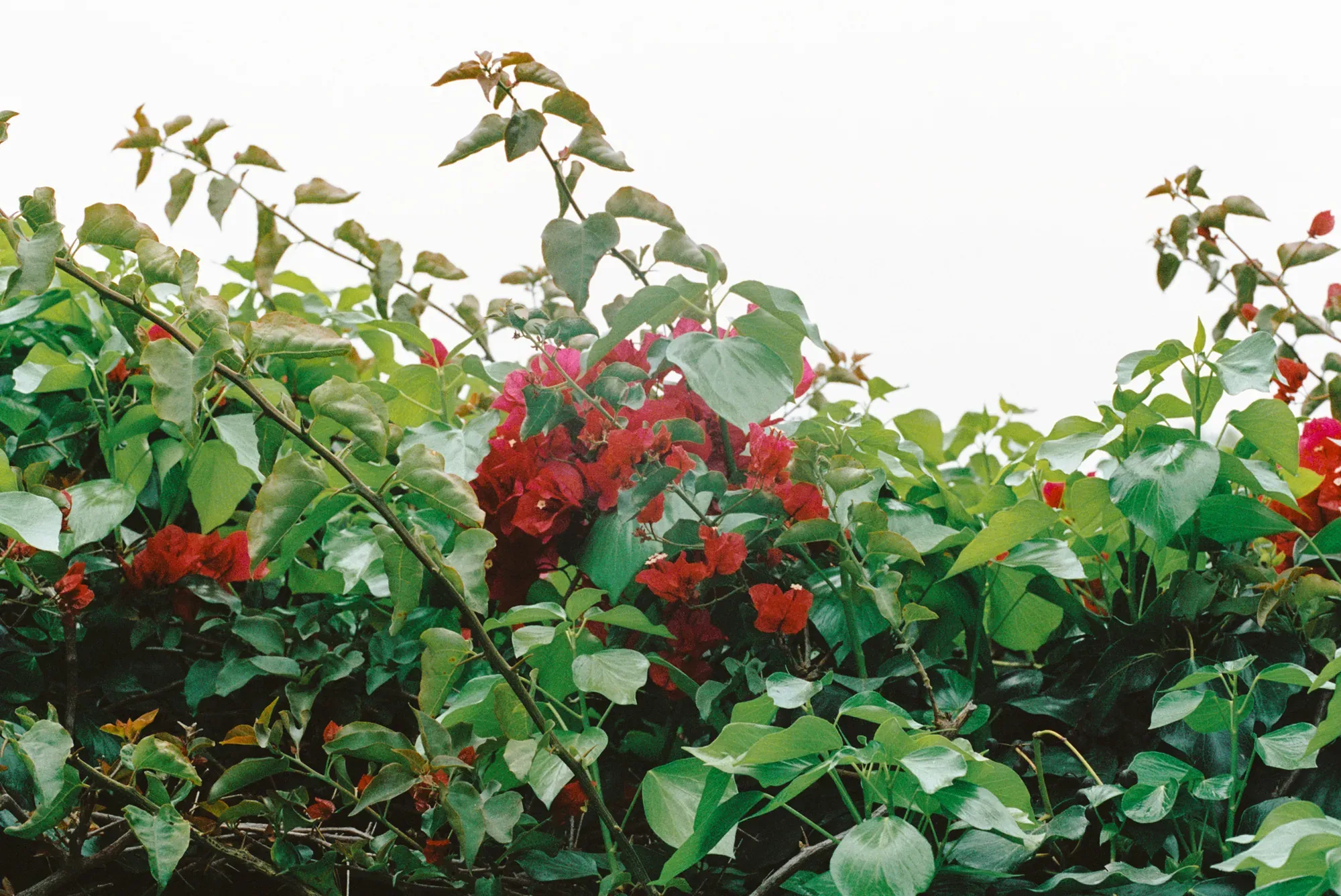 House of Harlow × McMullen — House of Harlow